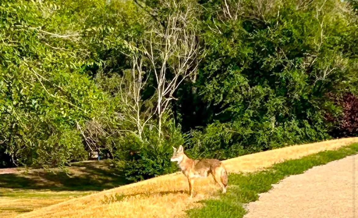 default-34 Coyote standing on the edge of a walking path in a park