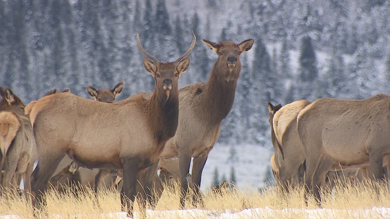 default-255 A group of elk in the wild